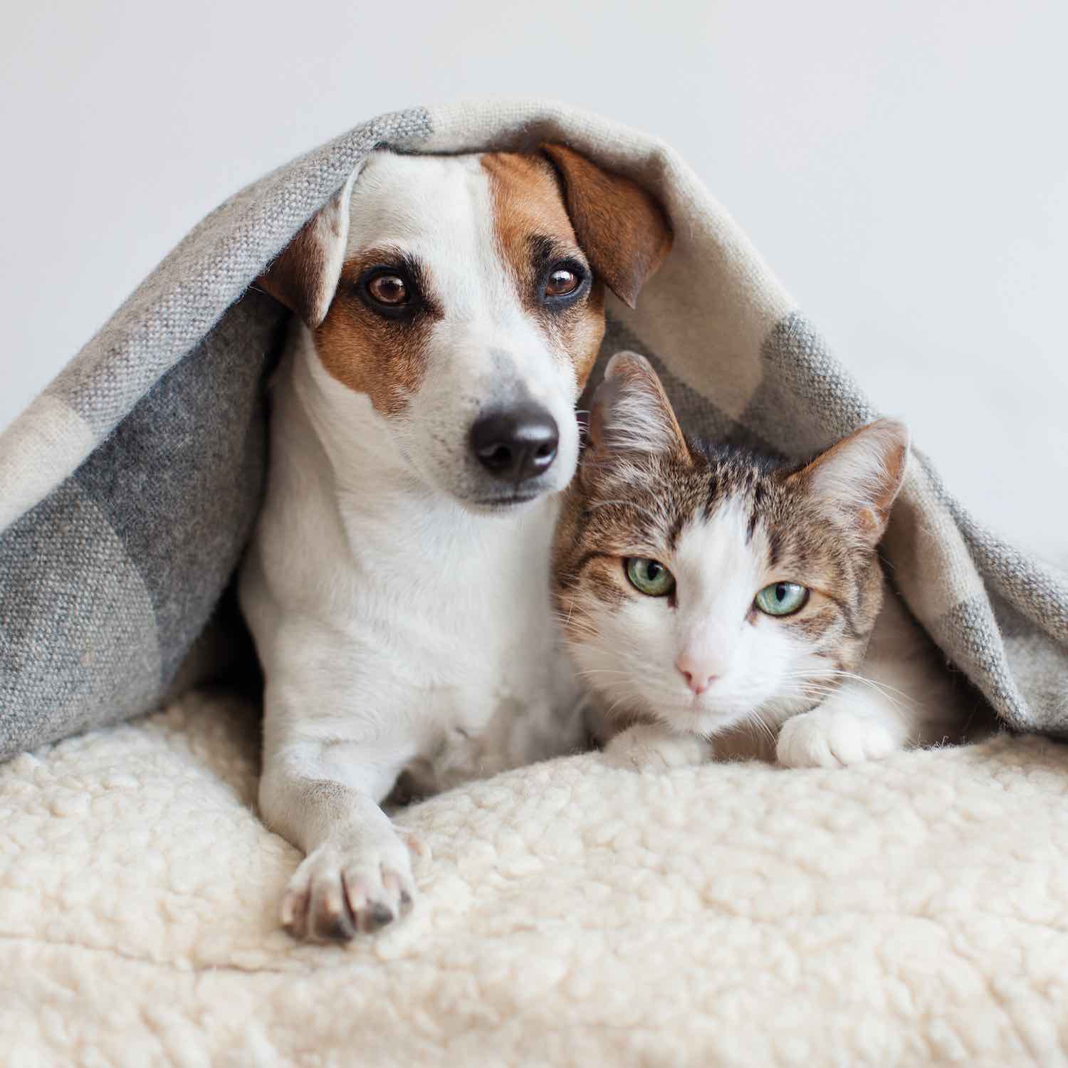 Produits vétérinaires, Pharmacie Saint-Georges-Du-Bois